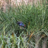 Purple Swamp Hen