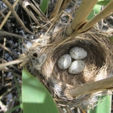 Edgars Wetland Reed Warbler Nest